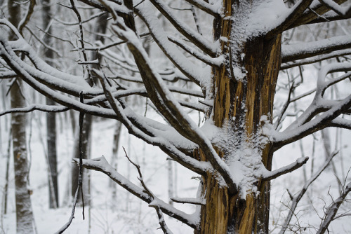 Porn Pics oix:  Snowy Ennis Tree by Rh+ on Flickr.