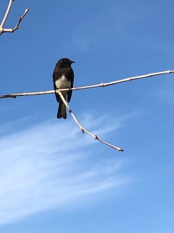 todaysbird:Today’s bird is the black phoebe 🖤