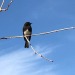 todaysbird:Today’s bird is the black phoebe 🖤