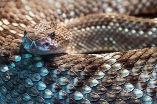 djabal:  Crótalo diamante occidental. Crotalus Atrox. Zoo Madrid by miguelno on Flickr.