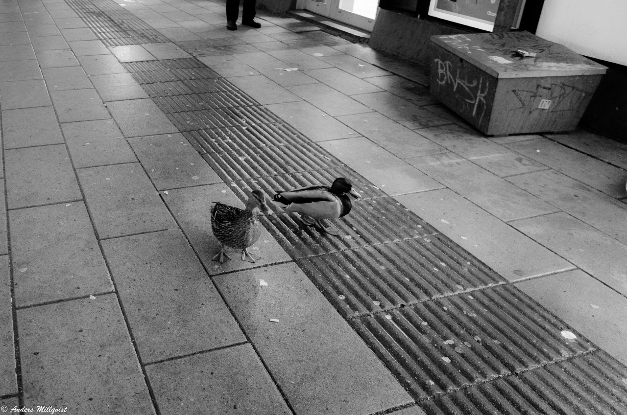 amanwithvanishingideas:Met those guys at a very strange place…..They might be friends to @adv amanwithvanishingideas:Met those guys at a very strange place…..They might be friends to @adv