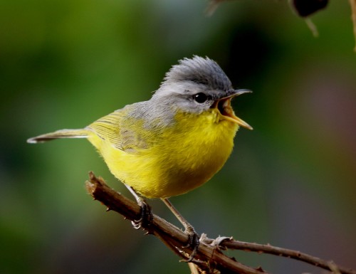 Gray-hooded Warbler, Gobind Sagar Bhardwaj via Macaulay Library