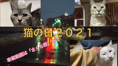 猫の日！メインはネコ動画！ちょっとだけ「さくら野弘前店」までの車載動画も https://youtu.be/y4pN41nL-gk#猫の日 #猫 #猫のいる暮らし #ねこ #ネコ #ねこすたぐらむ #