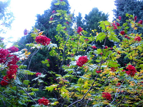 torhallatalaksdater: The Rowan/Mountain ash were beautiful at the start of our hike.