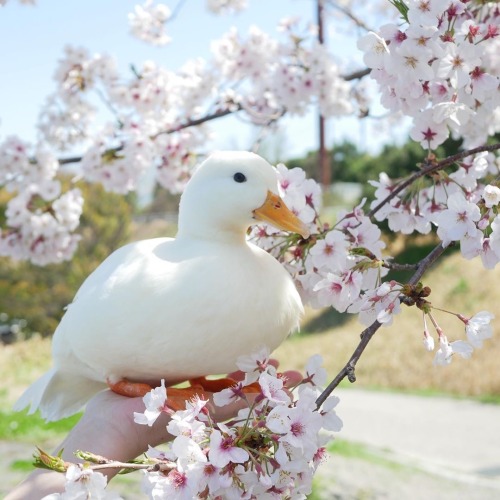 thesassyducks: The most beautiful call duck via @thesassyducks​ instagram