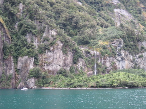 chesterlampkin: Milford Sound is worth the visit. That’s Bowen Falls in the distance. #NewZealand, M