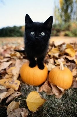 Taste of the Seasons