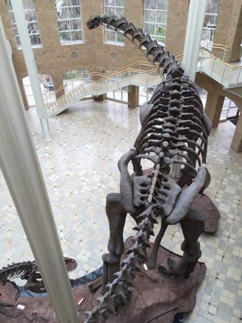 lunationgeckos: I’ve always wanted to see one of those opulently gigantic complete fossil exhi