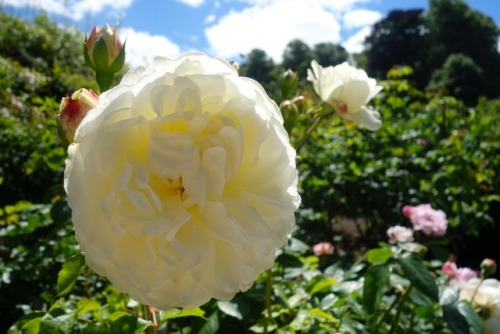 Alnwick Gardens - The Rose GardenThe rose garden in July is a feast for the senses. The breeze bring