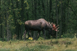 jovellyism:  Young Bullwinkle. Instagram: