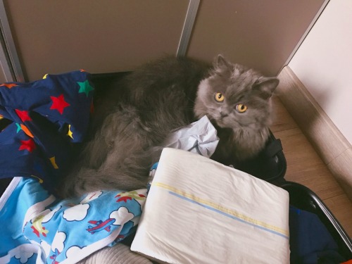 vin-nl: sciencescribbler: daryl40: ababyboy:This is the abdl cat. He only appears every 329 737 398 