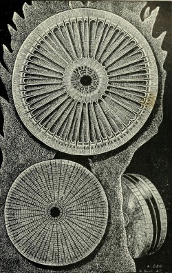 nemfrog:  “Diatom cases.” The mighty deep and what we know of it. 1902. 