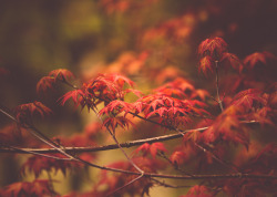 p0urtoujours:   	Maple by Cristina  Gonzalez