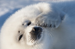 thelovelyseas:  A harp seal pup seeks shelter from a tall piece of ice as a break from the never ending wind that crosses the sea ice by Jennifer Hayes 