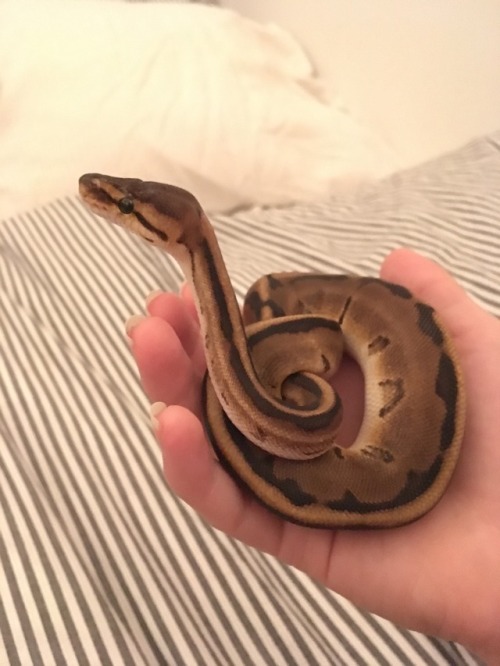 imagineclowders: Smol snek meets big snek