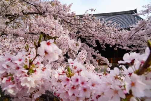 chitaka45:京都 立本寺 桜kyoto ryuhonji temple