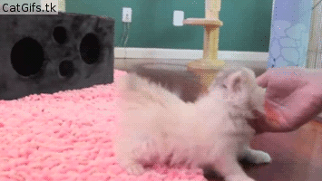 onlycatgifs:  src 