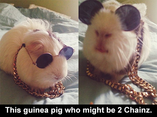 Porn trendingly:  The Most Important Guinea Pigs - photos