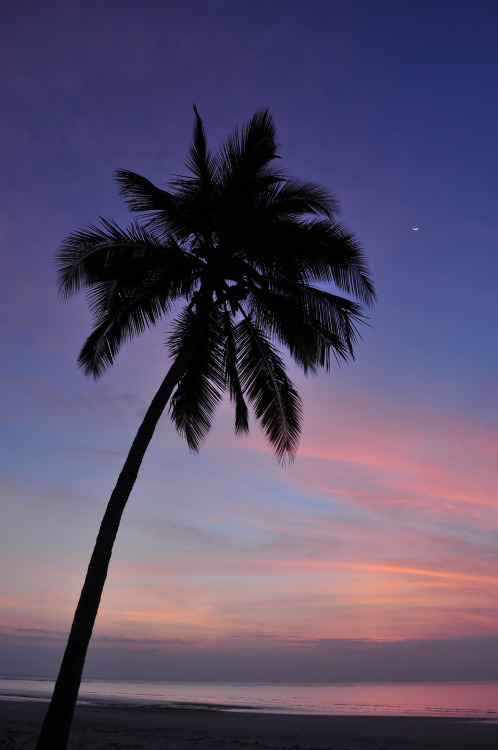 pikxchu:  Sunrise over a palm tree, Pembe Abwe by Lizzy Baxter