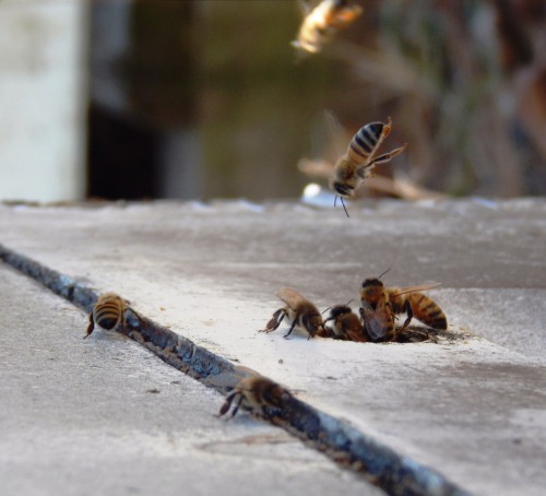usda-nrcs:Pollinators are a Vital Part of our Food Supply“Pollinators, like honeybees, support food 