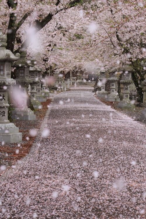 zekkei-beautiful-scenery:Cherry blossoms in Japan  Sakura  桜咲く日本 世界の絶景 Zekkei Beautiful Breathtaking Scenery をアップしています♫ 画像→ 