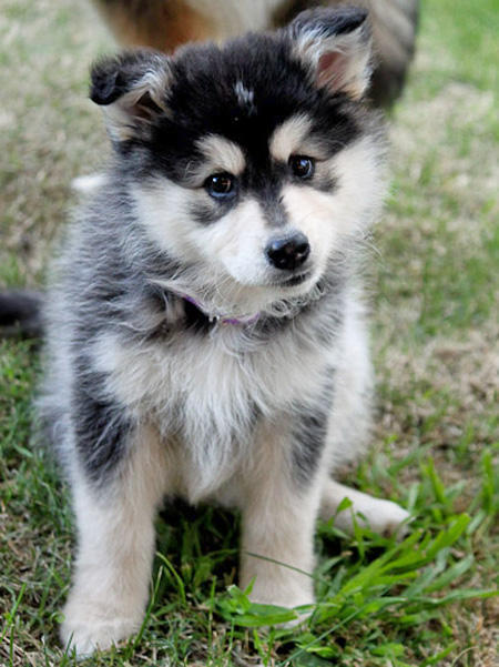 cute-baby-animals:  the FINNISH LAPPHUNDAGILE, adult photos