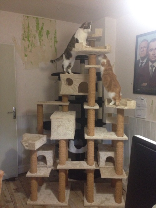 mostlycatsmostly: ripperblackstaff: Look at the big fucking ass cat tree i’ve just built !!!! 