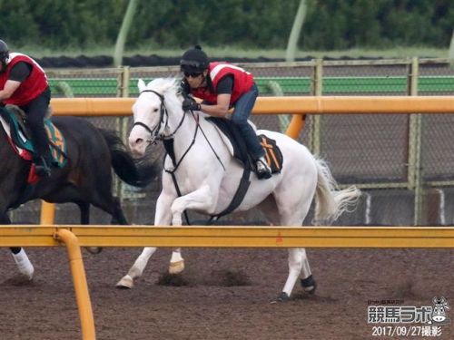 all-the-horses: Casta DivaHigh Chaparral x The Opera HouseThoroughbred, MareBorn 2014