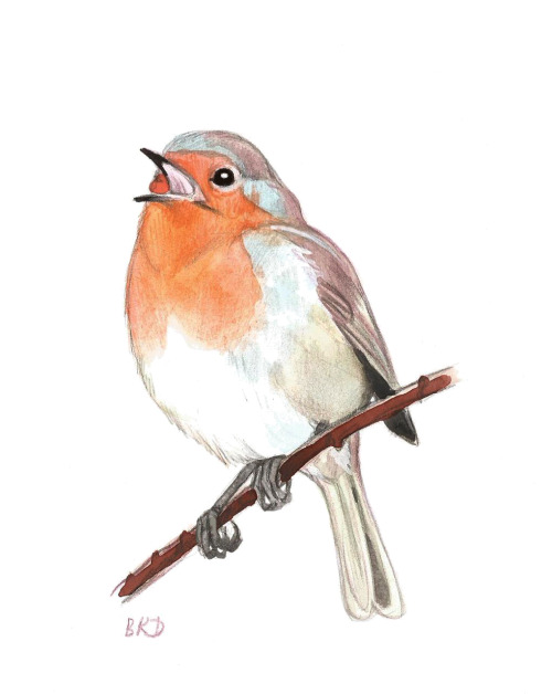 Зарянка (Erithacus rubecula)Robin redbreast