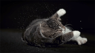 Those Cats Shaking In Slow Motion Is So Funny To Watch - Watch The Full Video