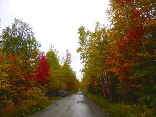 The leaves are REALLY GOOD this year! (I had to edit these photos a bit for accuracy because my came