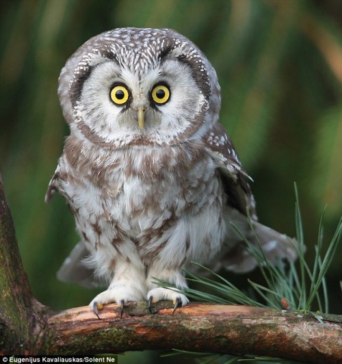 tastefullyoffensive:  (via dazuki) 