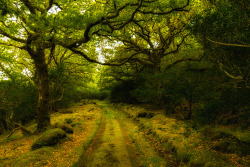 pagewoman:  Dreamy Forest,   Killarney, Co. Kerry, Ireland  via luminessa  
