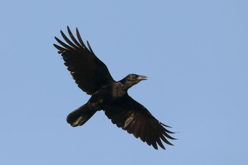 Hispaniolan Palm Crow (Corvus palmarum)© Greg Lavaty