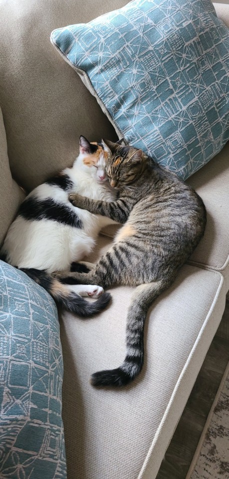 catasters:
