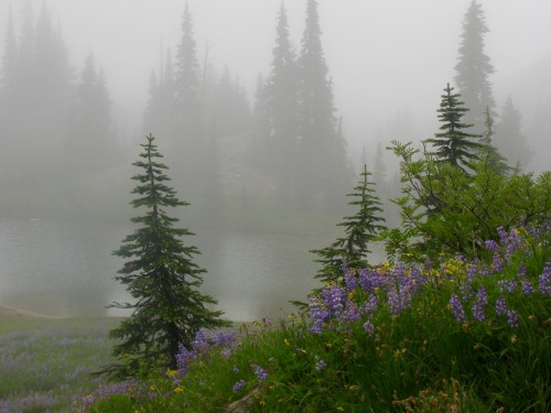 guidedsailor:Mountain FogMRNP