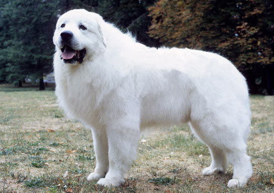 vysanthe:  noxiousfish:  q2k:  samoyeds are really just stage-3 evolutions of pomeranians. Unevolved pomeranian American eskimos are the awkward stage 2 evolution Final evolution is samoyed. Ancient legendary pokemon.   Great Pyrenees- Mega Evolution