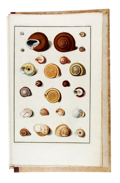 Shells in the imperial collection in Vienna, “Testacea Musei Caesarei Vindobonensis”,1780. Engraved 