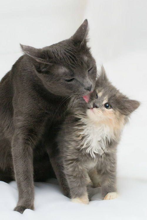 Mum & Peep (by Save-A-Pet Adoption Center)