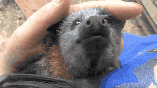 gifsboom:Adorable Bat Squeaks While Being Petted. [video][Megabattie]