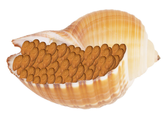 2015 nuts in a shell