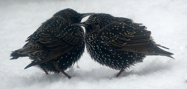 transylvanialand:  Il neige encore et encore… by Fabisa00 on Flickr. 