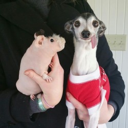 therealzappa:Odd couple: Zappa the italian greyhound and Pickles the hairless guinea pig