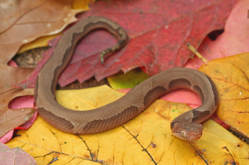 exotic-venom:Agkistrodon contortrix phaeogaster (Osage Copperhead): a neonate with an aberrant patte