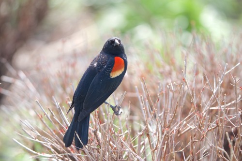 ‘To a Red-Winged Black Bird on the Advent of Spring’, by Reid McGrathFor some a robin heralds in the