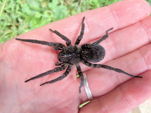 9/20/17               Tigrosa aspersa Adult FemaleHow wet can a wet pet get.Class Arachnida (Arachni