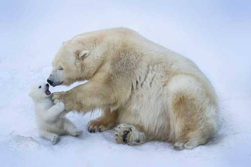 bears–bears–bears:Polar bear with cub. Mother love by Anton Belovodchenko