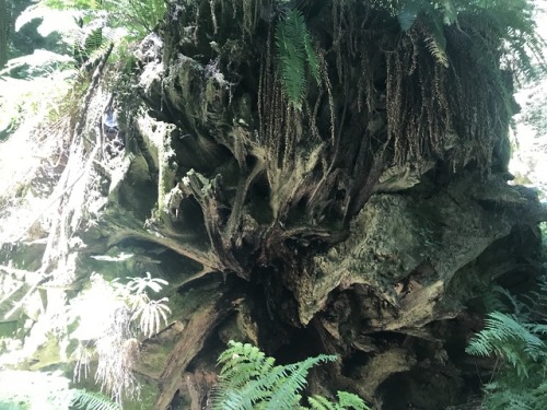 flora-file:Fallen Trees (by flora-file)Redwood Rootballs at Founder’s Grove, Humboldt