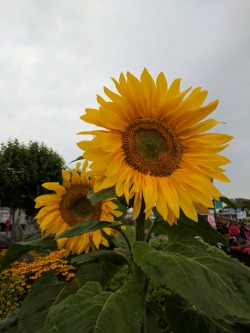 yawningyellow:  sunflowers in san francisco🌻