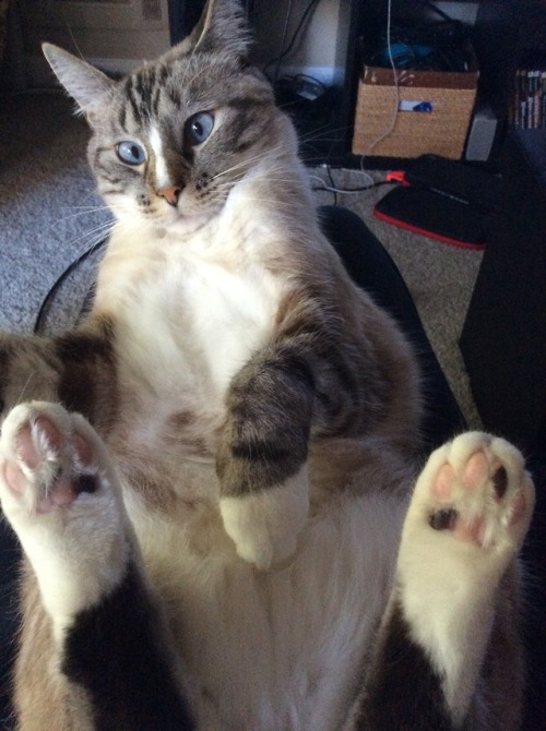 socialjusticealchemist: Devon is just. So good And wanted to show off his marbled toe beans